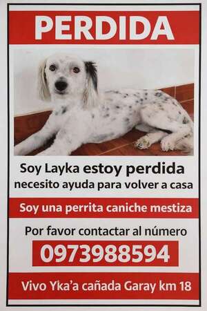 Laika - Encontrá a tu mascota - ABC Color