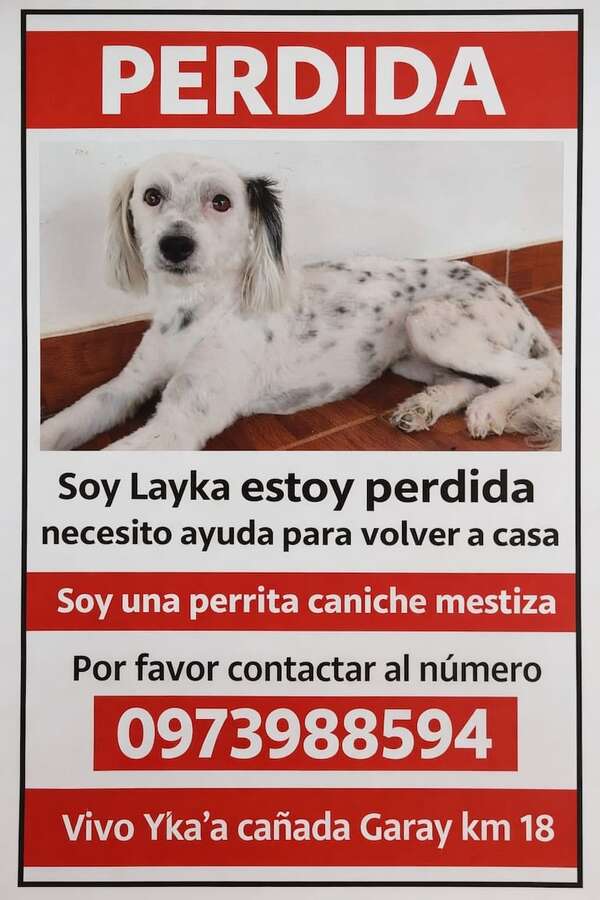 Laika - Encontrá a tu mascota - ABC Color