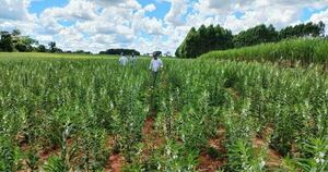 La Nación / Preocupa a sesameros el impacto del dólar y la competencia internacional