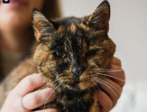 La gata viva más longeva del mundo extendió su récord: ¡30 años!