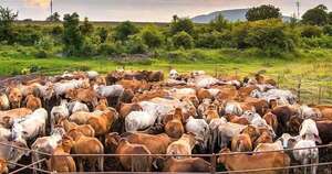 Tecnología, eficiencia y calidad, agenda obligada de la ganadería en 2026