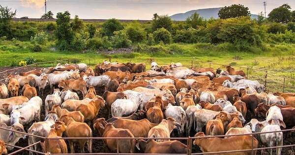 Tecnología, eficiencia y calidad, agenda obligada de la ganadería en 2026