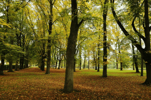 Mercado de Carbono en Paraguay: Oportunidades para 2026