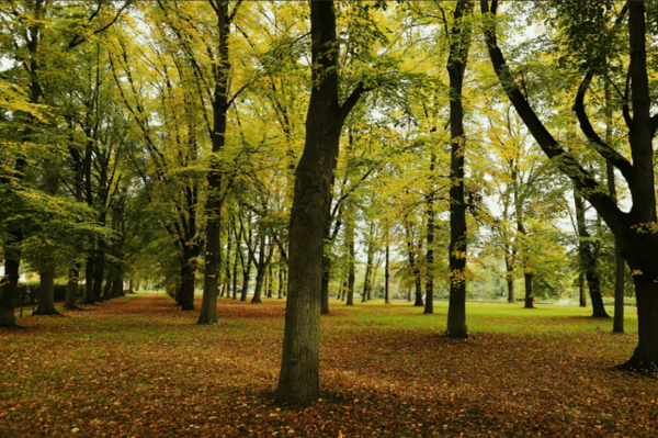 Mercado de Carbono en Paraguay: Oportunidades para 2026