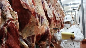 Informe del Senacsa revela mejor kilaje del ganado faenado