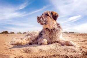 “Mi perro comió arena”: los primeros auxilios necesarios ante incidentes en la playa - Mascotas - ABC Color