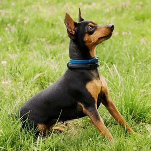 Popular / Le robaron hasta su jagua’i de raza