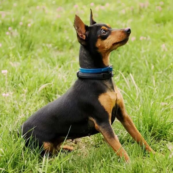 Popular / Le robaron hasta su jagua’i de raza