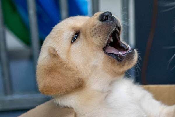 Trucos efectivos para que tu perrito de dientes afilados deje de morder los muebles - Mascotas - ABC Color