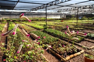 Vivero y huerto de Itaipú superaron el millón de plantines producidos en 2025 - ADN Digital