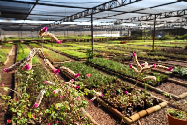 Vivero y huerto de Itaipú superaron el millón de plantines producidos en 2025 - ADN Digital