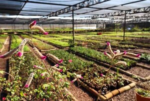 Vivero y huerto de Itaipú produjeron más de 1.200.000 plantines de diferentes especies en el 2025 | DIARIO PRIMERA PLANA