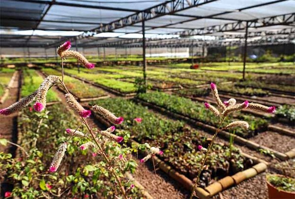 Vivero y huerto de Itaipú produjeron más de 1.200.000 plantines de diferentes especies en el 2025 | DIARIO PRIMERA PLANA