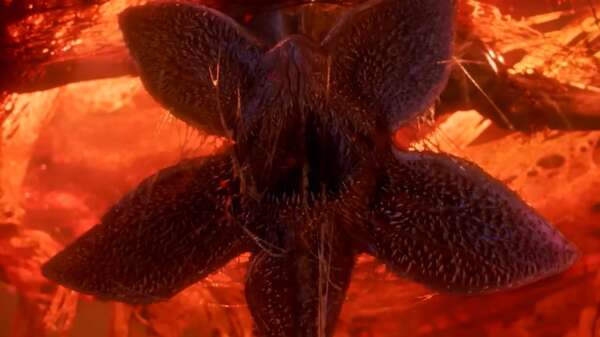 Demogorgon, manual de biología monstruosa: por qué encaja tan bien en el Upside Down - Ciencia - ABC Color