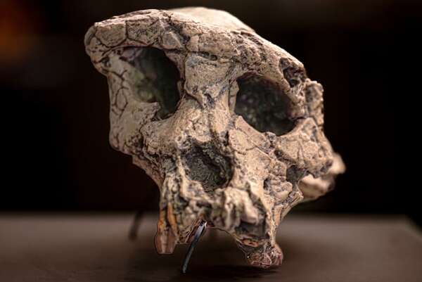 Bidepdismo: Sahelanthropus sería el primer antepasado humano que caminó a dos piernas - Ciencia - ABC Color