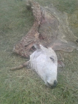 Nuevo caso de abigeato en la zona de Frontera Curuzú Ñu - Concepción al Día