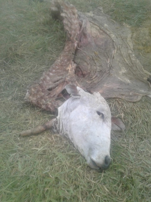 Nuevo caso de abigeato en la zona de Frontera Curuzú Ñu - Concepción al Día