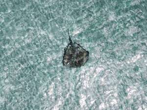 AUDIO: Picaduras de rayas causan mucho dolor, pero no son venenosas, asegura médico  - Ancho Perfil - ABC Color