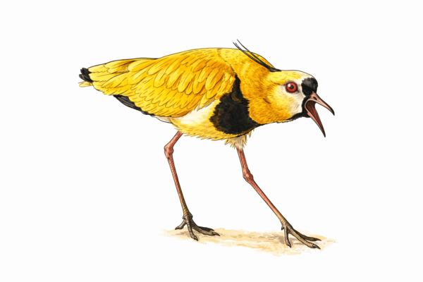 La estrategia del tero-tero: Distracción y realidad