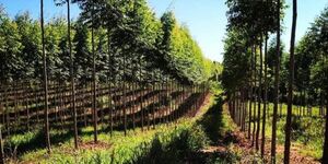 SECTOR FORESTAL PARAGUAYO PROYECTA UN 2026 DE CONSOLIDACIÓN Y NUEVOS DESAFÍOS