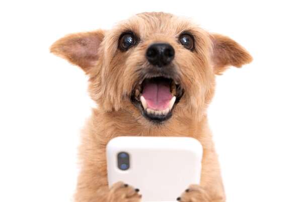 Las mejores apps para encontrar hoteles y parques “dog-friendly” en cualquier parte del mundo - Mascotas - ABC Color