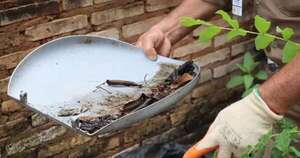 La Nación / Aumentaron las notificaciones de dengue en siete regiones sanitarias