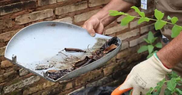 La Nación / Aumentaron las notificaciones de dengue en siete regiones sanitarias