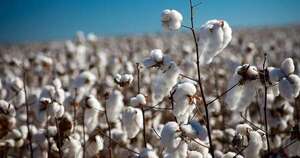 La Nación / El algodón cerró una campaña desafiante y apuesta a una recuperación gradual para 2026