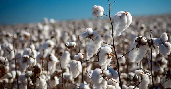La Nación / El algodón cerró una campaña desafiante y apuesta a una recuperación gradual para 2026
