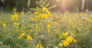 La Nación / Analizan potencial medicinal del género Chamaecrista