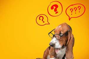 ¿De dónde viene la palabra “mascota”? Un viaje etimológico al origen de nuestro vínculo animal - Mascotas - ABC Color