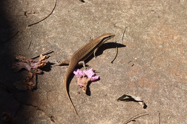 Una lagartija emblemática de Paraguay y la región: el amberé
