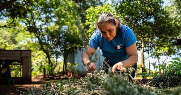 Diario HOY | Mujeres cultivan oportunidades y fortalecen la economía con poha ñana