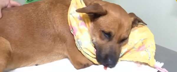 Perrita perdió la mandíbula por una bomba durante Año Nuevo - Nacionales - ABC Color