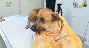 [VIDEO] Explotaron cebollón en la boca de una perrita