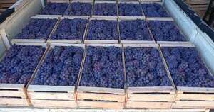 La Nación / Productores colmenenses cierran una campaña frutícola exitosa, pese al clima