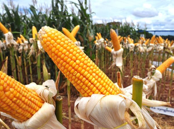 Paraguay apuesta al maíz como motor de la producción de proteína animal y valor agregado