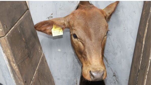 El SIAP consolida avances en identificación y apunta a fortalecer la formalización del sector pecuario