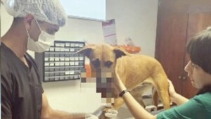 Explotaron un cebollón en hocico de una perra