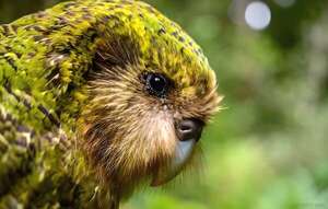 El kākāpō de Nueva Zelanda, el loro que renunció a volar - Ciencia - ABC Color