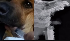 Explosión de un cebollón deja a una perrita sin mandíbula en Areguá