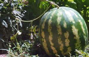 El sorprendente peso de una sandía, premiada en la Fiesta Nacional de  Paso Güembé - Nacionales - ABC Color