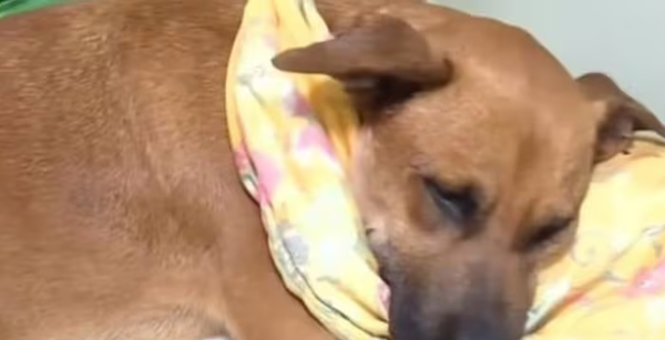 Defensa Animal investiga caso de perrita que fue herida por una bomba - Noticiero Paraguay