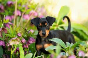 El periodo crítico: por qué los primeros tres meses definen la personalidad de tu perro  - Mascotas - ABC Color