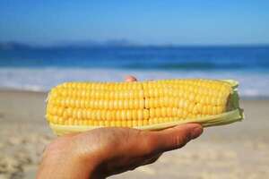 Secretos para hacer el “milho” en casa y que salga como el de las playas brasileñas - Gastronomía - ABC Color
