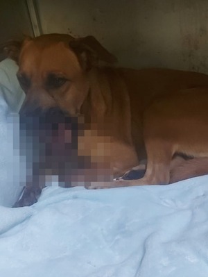 Investigan caso de perrita que perdió la mandíbula por explosión de petardo | Unicanal