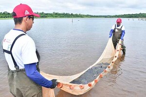 Estación de Acuicultura de Itaipú produjo casi 3.000.000 de peces y fomenta la conservación de la biodiversidad | DIARIO PRIMERA PLANA