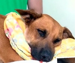 Fiscalia busca identificar a responsable de quemadura por cebollón a una perrita