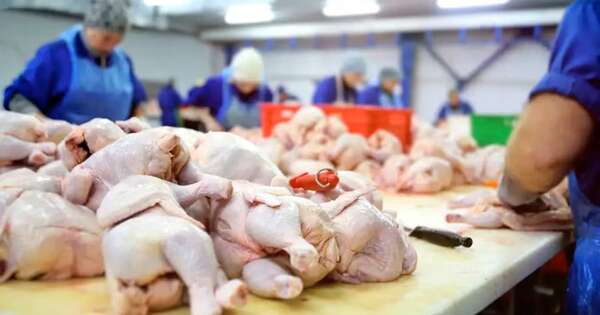 La Nación / Ingreso de carne aviar local a Taiwán podría anunciarse en abril
