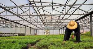La Nación / Itaipú produjo más de 1.200.000 plantines en 2025